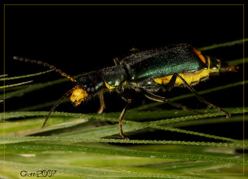 coleottero da determinare: Clanoptilus elegans (ma forse no)